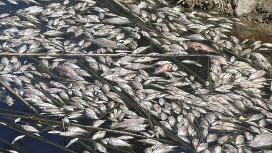 Büyük Menderes Havzası'ndaki toplu balık ölümlerinin nedeni belli oldu 1